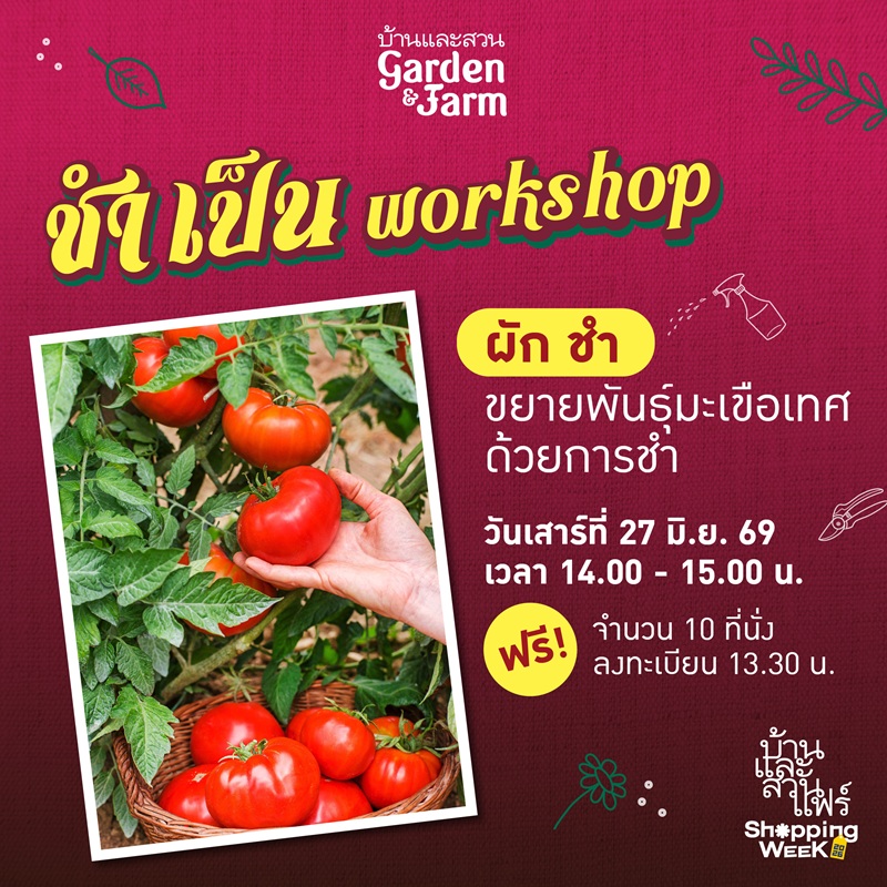 ขยายพันธุ์มะเขือเทศด้วยการชำ