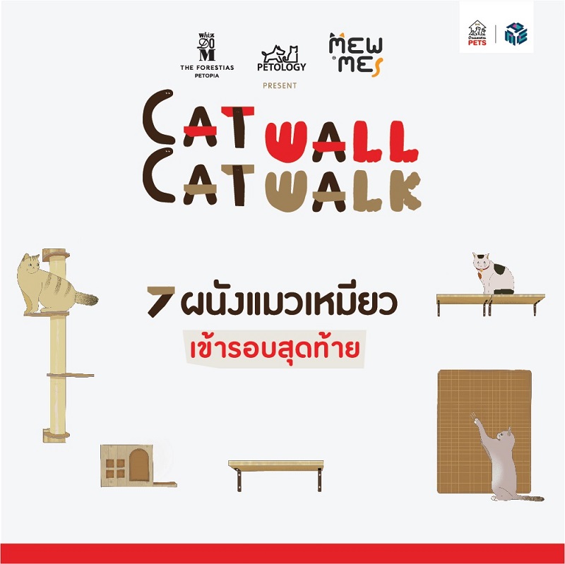 โหวต Cat wall Cat walk กำแพงนี้พี่ให้เหมียว