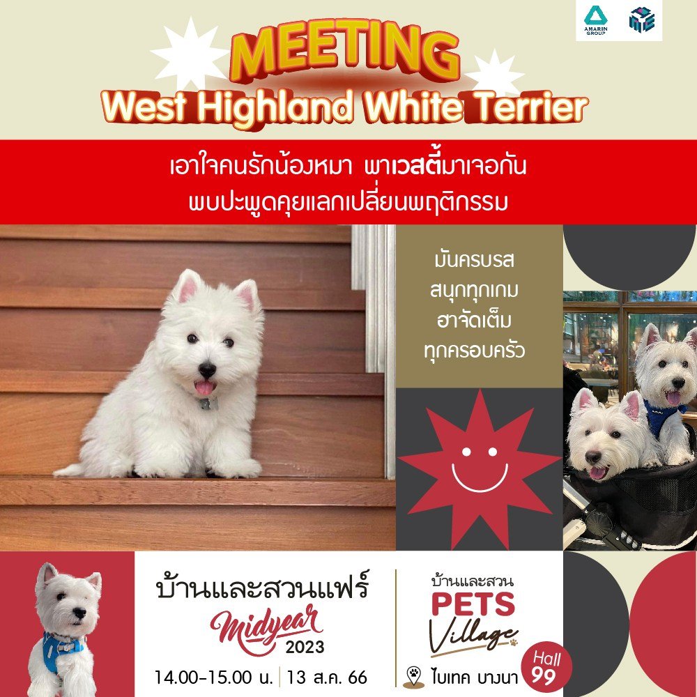 MEETING เวสต์ ไฮแลนด์ ไวท์ เทอร์เรีย (West Highland White Terrier)