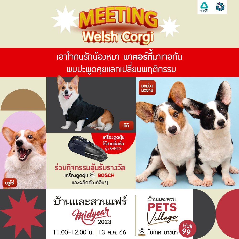 MEETING เวลช์ คอร์กี้ (Welsh corgi)