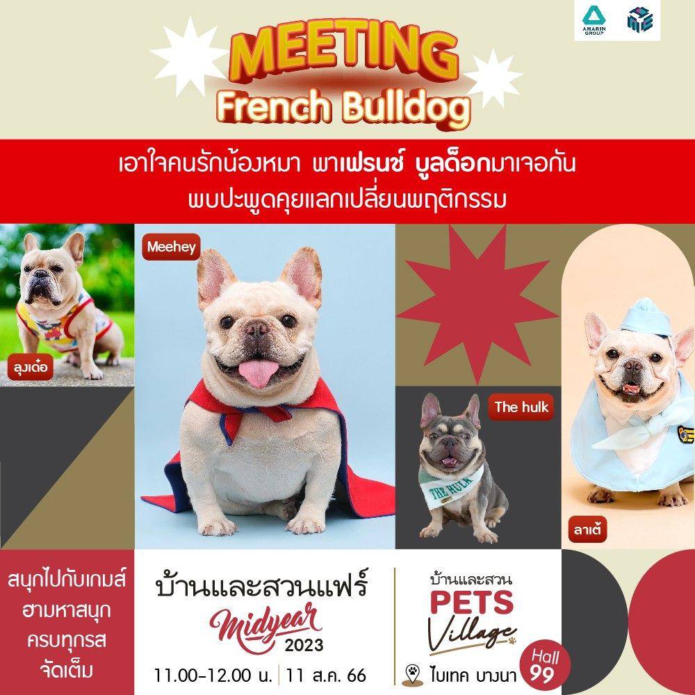 MEETING เฟรนช์ บูลด็อก (French bulldog)