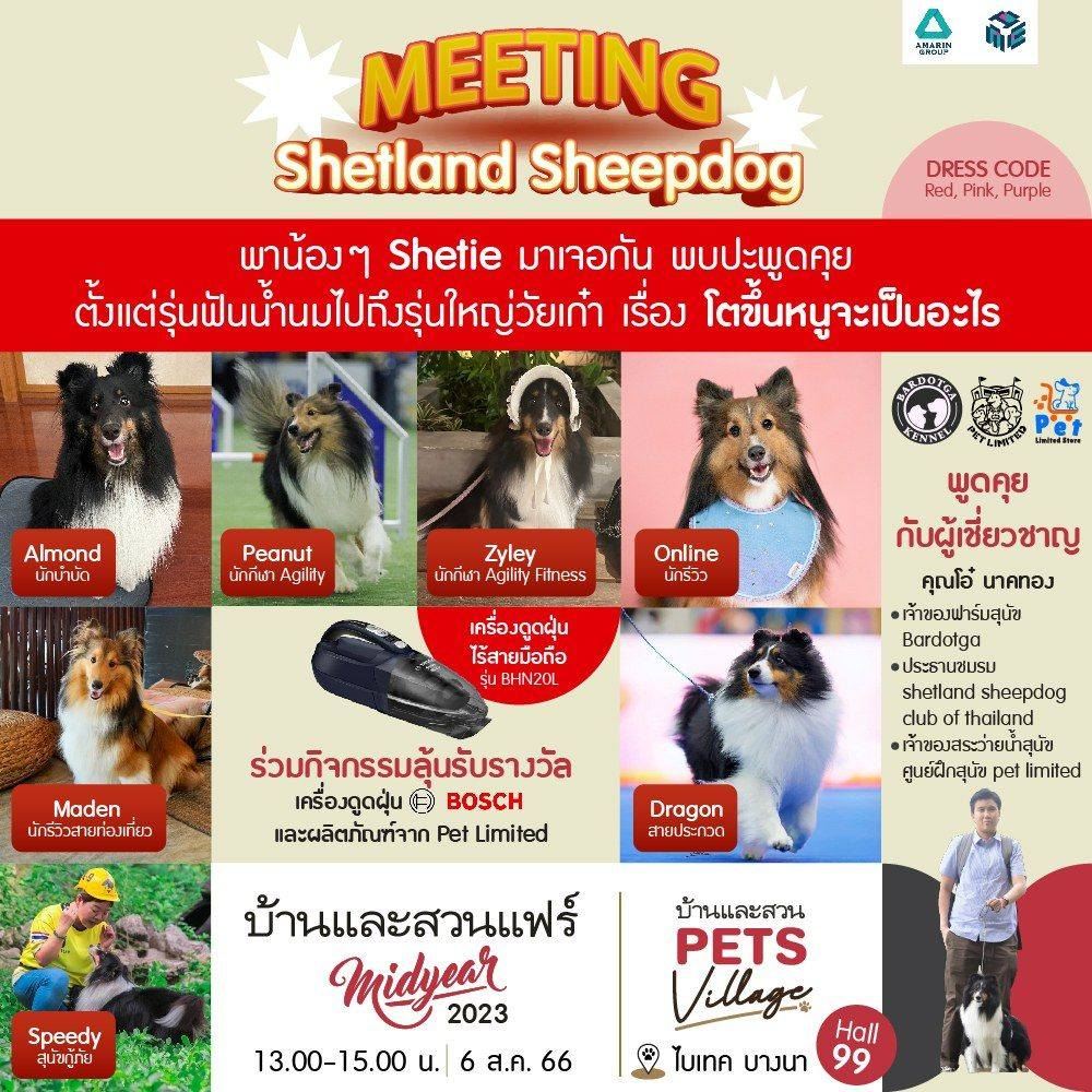 MEETING เชทแลนด์ ชีพด็อก (Shetland Sheepdog)