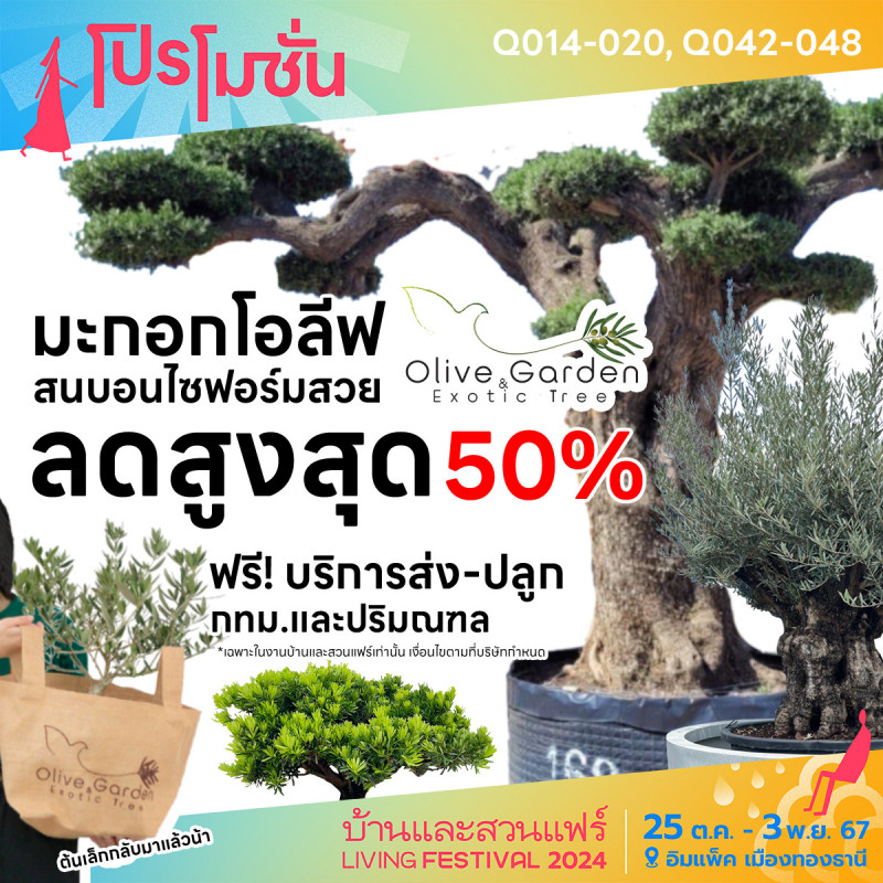 มะกอกโอลีฟ ลดสูงสุด 50% ฟรีบริการส่ง-ปลูก กทม.และปริมณฑล