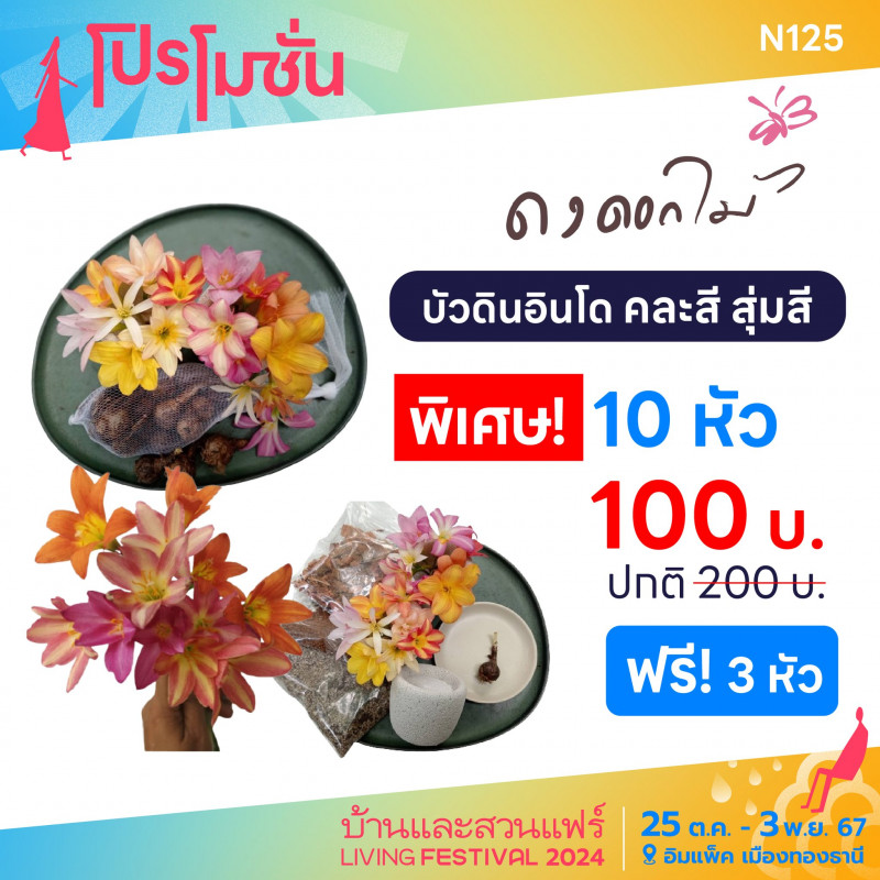 บัวดินอินโด คละสี สุ่มสี พิเศษ! 10 หัว 100 บาท ฟรี! 3 หัว