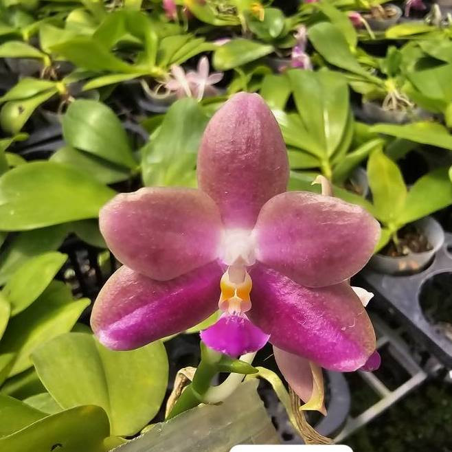 KOKKOK ORCHID
