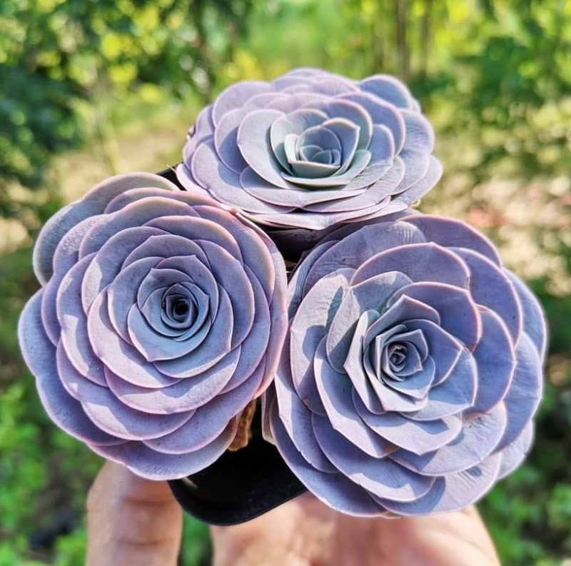 บ้านสวนขวัญ SUCCULENT
