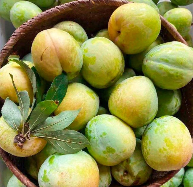 สวนพิมพ์ชนกพันธุ์ไม้